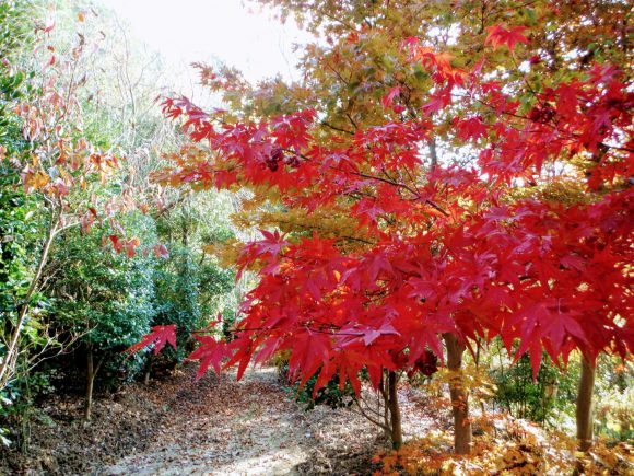 生駒山系の紅葉