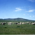モンゴル大草原